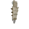 Parabraccia Barioth