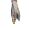 Parabraccia Mizutsune S